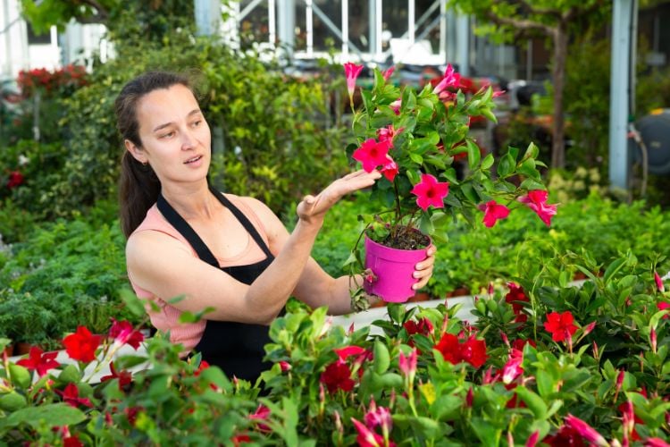 The image shows a woman in a garden, holding a pink pot with a mandevilla plant. Mandevilla flowers are a vibrant red, standing out against the green leaves. The woman is wearing a black apron and appears to be tending to the plants around her. In the background, there is a variety of other plants and vegetation, creating a lush and lively environment.