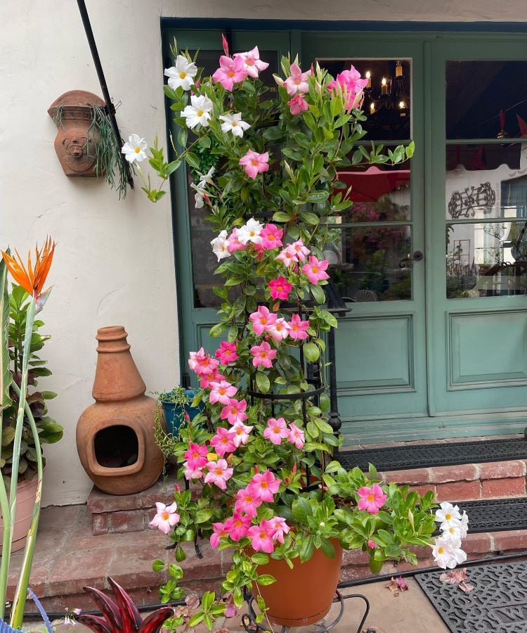 The image shows a mandevilla plant growing in a brown pot, supported by a metal frame. The mandevilla is full of flowers in shades of pink and white, standing out against the bright green leaves. The vase is placed in front of a glass door with a sea green frame. Next to it is a brown ceramic vase and a bird of paradise plant with vibrant orange flowers. The setting is a courtyard with brick steps, creating a welcoming and decorative atmosphere.