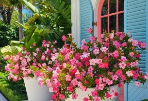 A imagem mostra um jardim vibrante com duas grandes jardineiras brancas cheias de flores cor-de-rosa e brancas. As flores são abundantes, criando uma sensação de frescor e beleza. Ao fundo, há uma janela com venezianas azuis e moldura rosa, que complementa as cores das flores. O cenário é rodeado por folhagens verdes exuberantes, sugerindo um ambiente tropical e ensolarado.