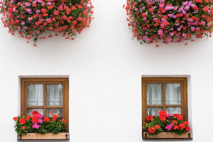 Photo of two windows with red hanging geranium pots and pots suspended above the windows with the same plants 