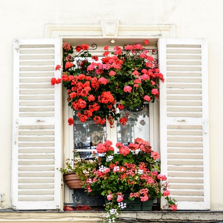 Photo of white window with two flower boxes of red geraniums and roses