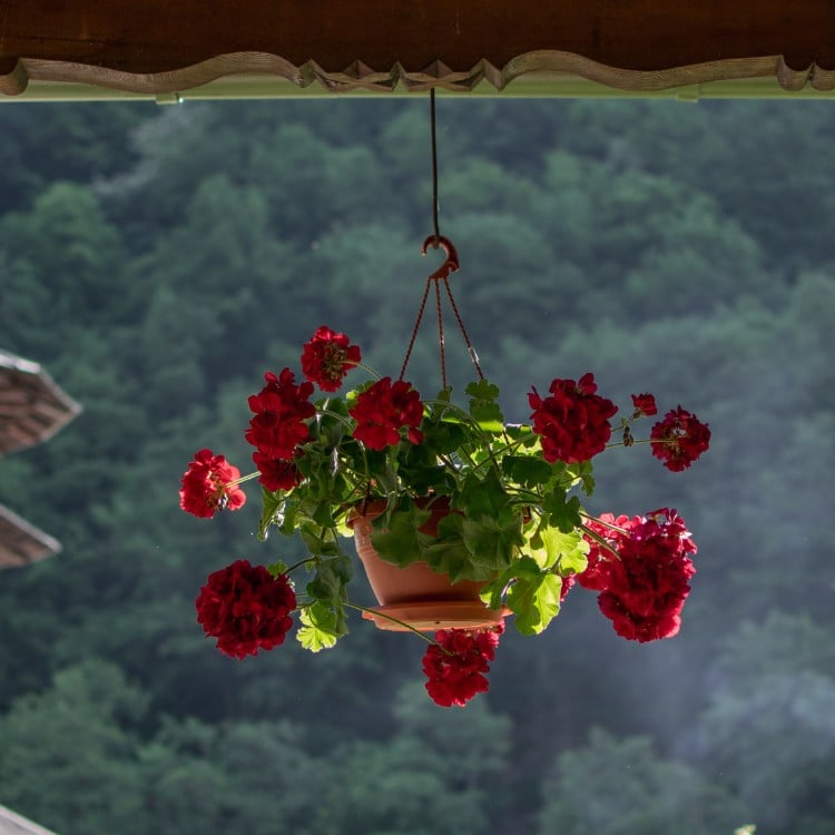 Photo of red pendant geranium hanging from the ceiling