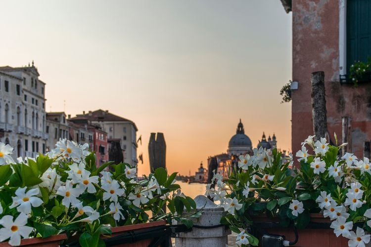 The image shows a canal in Venice at dusk, with the sky in shades of orange and pink. In the foreground, there are two planters full of white mandevilla flowers, which contrast with the green of the leaves. In the background, you can see the silhouette of historic buildings and an imposing dome, reflecting the city's classic architecture. The scene conveys a peaceful and romantic atmosphere.