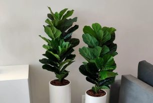 Dois vasos brancos de Ficus lyrata ap lado de rack branco e sofá cinza