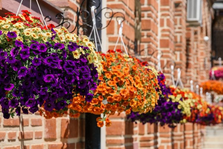 Photo of hanging pots of purple, orange, yellow and red geraniums