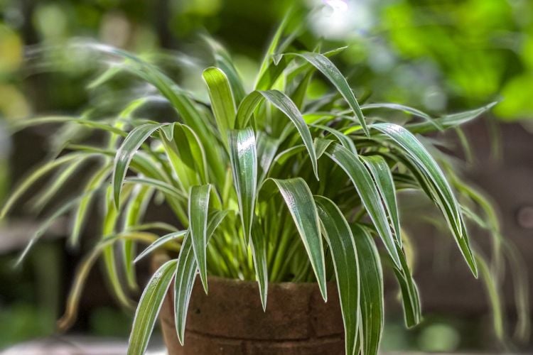 The photo shows a chlorophytum, an indoor plant with long, narrow leaves. Its vibrant green leaves are edged in white and arch gracefully out of a brown vase. 