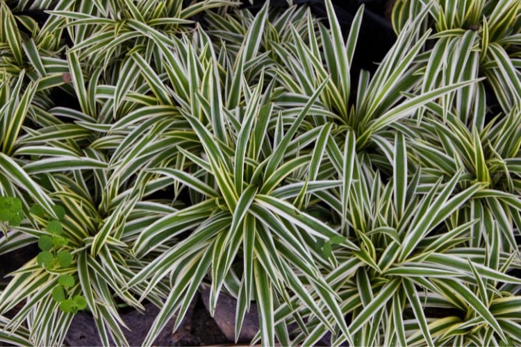 The image shows several chlorophytum plants. Its leaves are long, pointed and have a variegated pattern of light green and white. The plants are grouped together, creating a dense and vibrant texture.