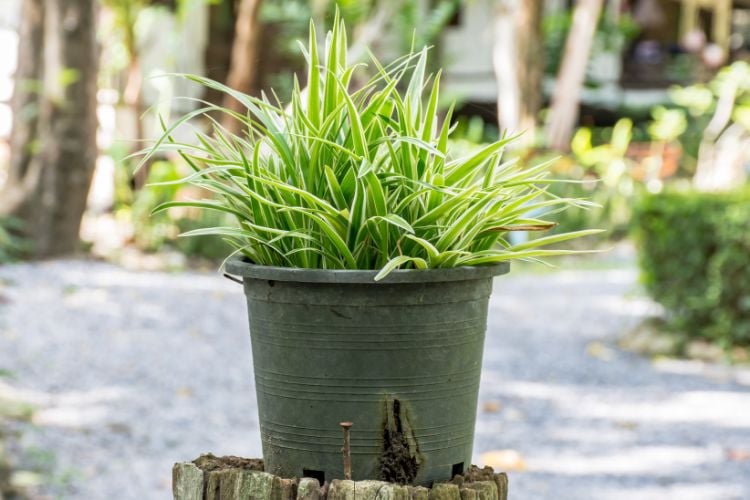 The image shows a chlorophytum, a plant with long, pointed, light green leaves, growing in a black pot. The vase is on a wooden support in an outdoor environment with natural light and vegetation in the background, suggesting a garden or outdoor space.