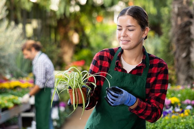 The photo shows someone wearing blue gloves and a green apron, holding an indoor plant called chlorophytum. The environment suggests that the person is in a nursery or garden taking care of plants. In the background, another person also works with other plants. 