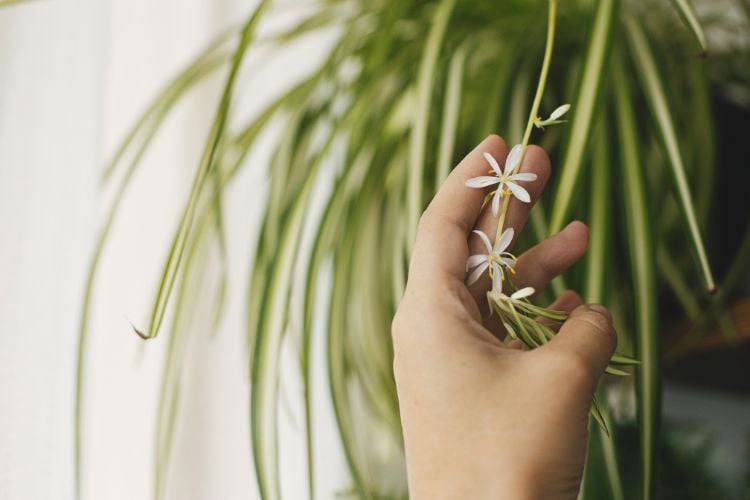 The photo shows a hand delicately holding a branch of the chlorophytum plant. The long, thin leaves hang gracefully, and small white flowers adorn the branch. The scene conveys tranquility and natural beauty.