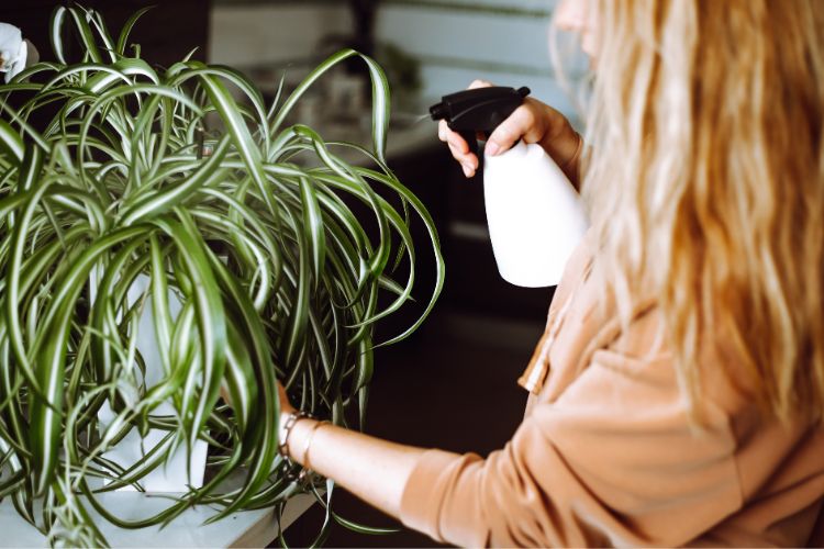 A person is watering a chlorophytum, an indoor plant with long, thin green leaves. The leaves fall gracefully over the sides of the vase. The environment is indoors, and the person uses a white spray bottle to moisten the leaves, demonstrating care for the plant's well-being. 