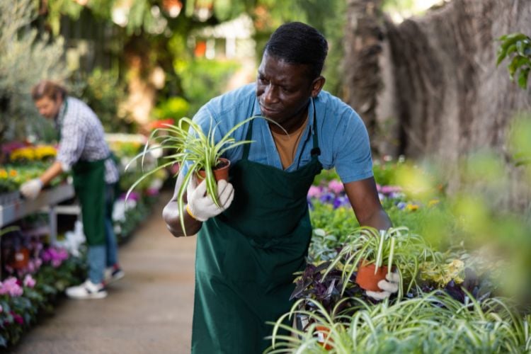 The photo shows an individual in a green apron and gloves, caring for plants in a nursery. There are several plant species, including chlorophytes, with long, thin leaves. The environment is bright, suggesting it be outdoors or in a large greenhouse. Another person is in the background, out of focus.