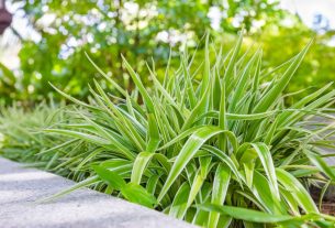 ma planta com folhas longas e finas que se estendem a partir do centro, criando um efeito visual semelhante ao de uma aranha verde. As folhas têm uma coloração vibrante e estão situadas junto a um caminho de pedras, sugerindo um ambiente de jardim ou área ao ar livre.