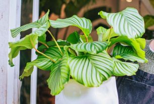 Vaso de planta Calathea