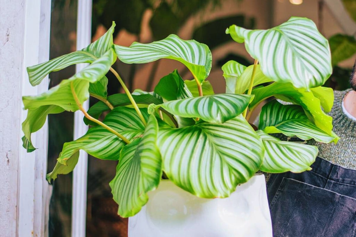 Vaso de planta Calathea