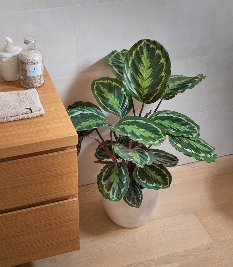 medallion calathea plant in a white pot in the corner of a piece of furniture