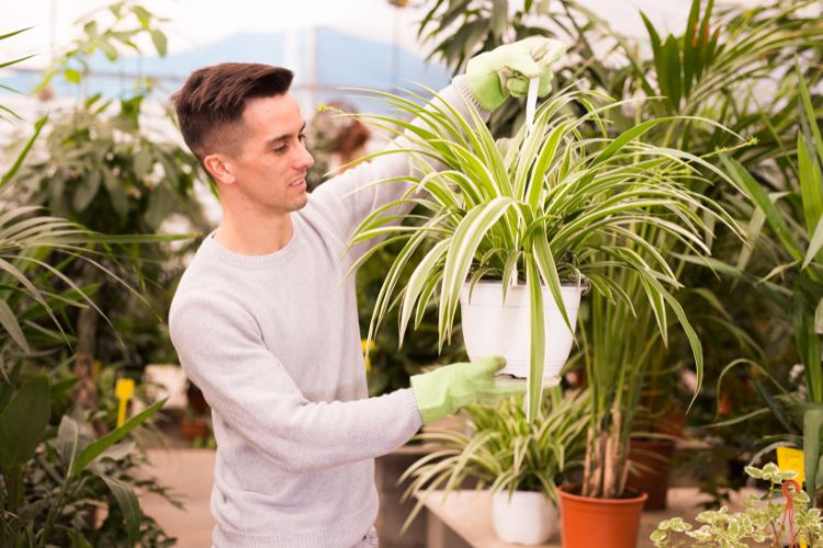 The image depicts a person in a greenhouse, holding a pot with a plant called chlorophytum. The environment is green and full of other plants. The person wears green gloves. 