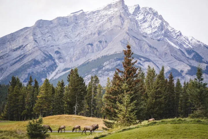 Wildlife in Banff