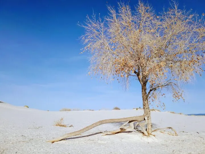 parque nacional de white sands