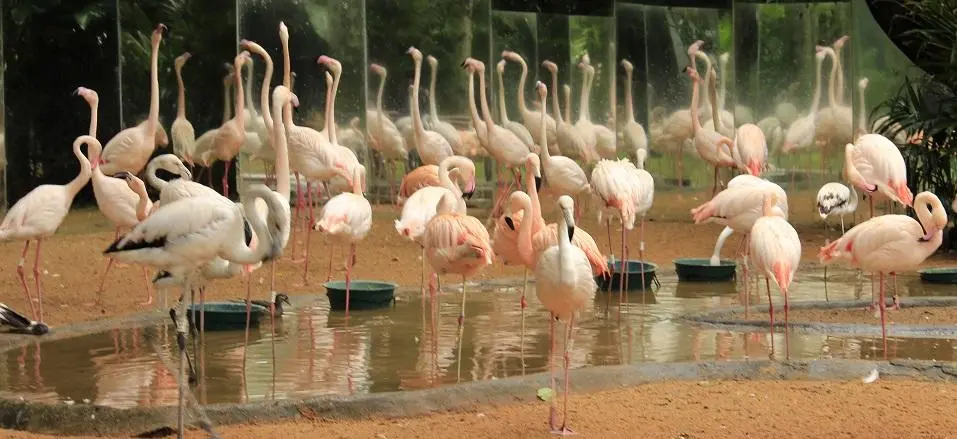 Il parco degli Uccelli, Foz do Iguacu