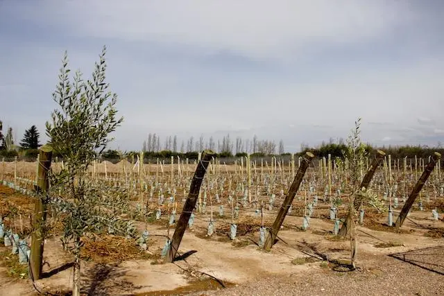 Vinicola Domiciano - Mendoza Argentina