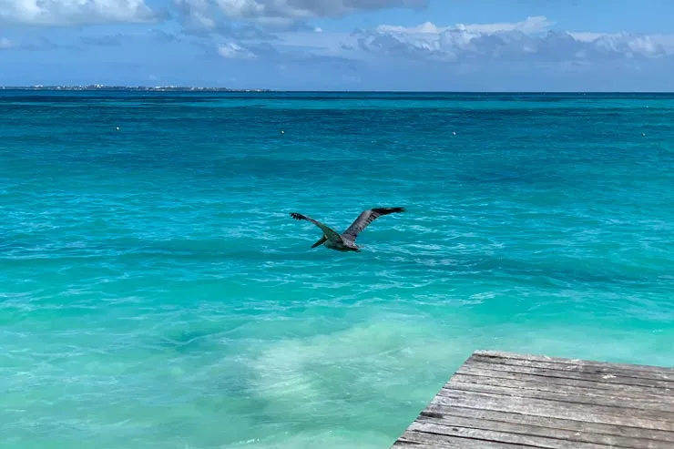 Mar esverdeado na praia Caracoles, em Cancún (Foto: Esse Mundo é Nosso)