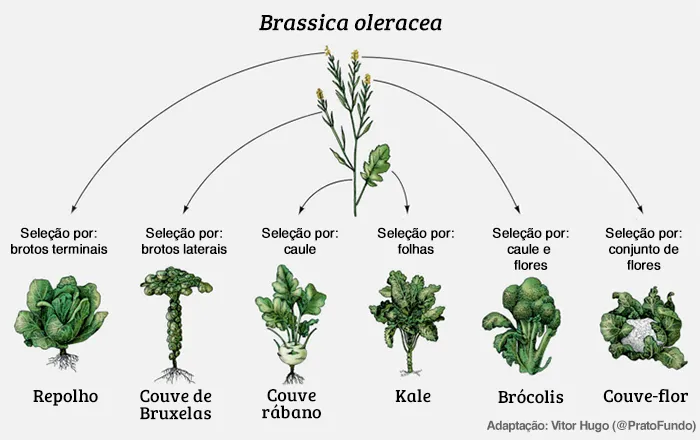 Transgênicos: Brassica sp.