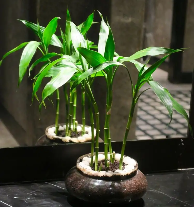 Bamboo fortune in a glass vase on a stand that mimics marble, the black background with the mirror -