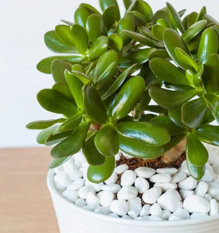 Planta-Jade, one of the species of plants that draw in the money, in a white vase, decorated with white stones