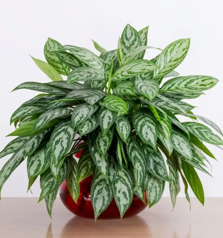 Aglaonema with plenty of leaves in the bowl of a glass of red from under the surface of the wood in the white background