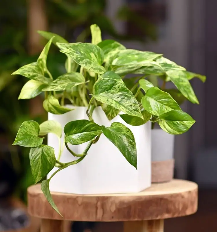 Constrictor, a species of plant that attracts money, in white vase on wooden bench