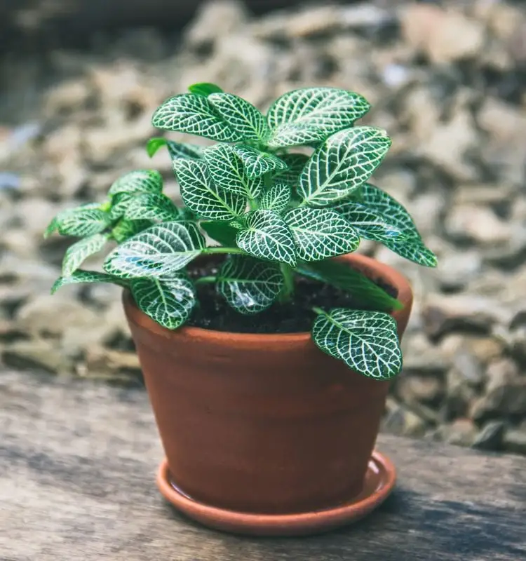 A plant-mosaic in clay pot