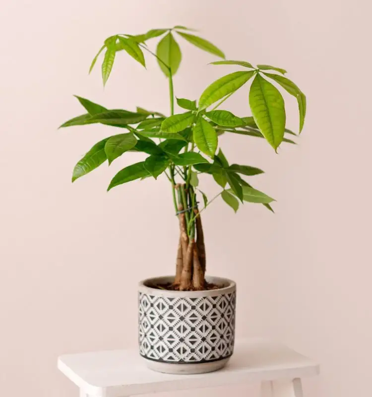 Tree-of-the-money-in-vase-on the bench-white-of-wood