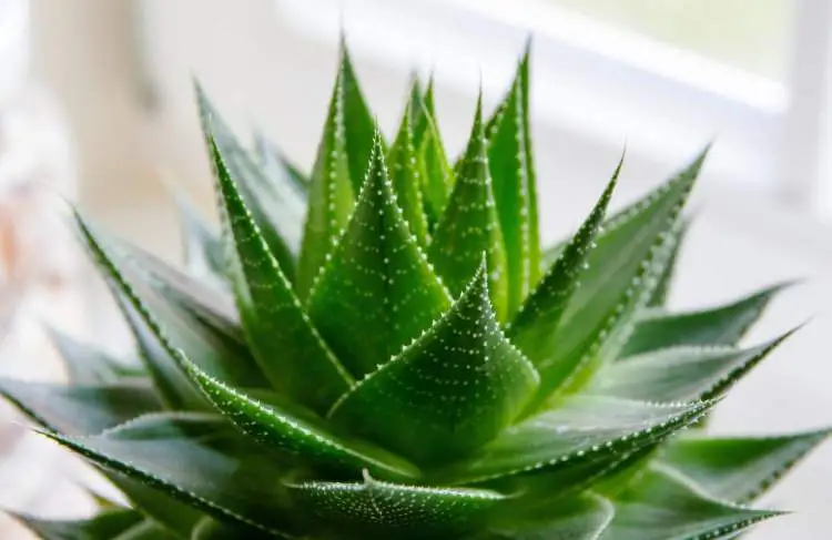 Aloe vera is one of the plants that are perfect to decorate the inside of your home