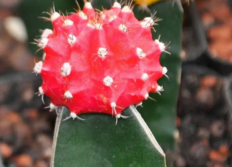 Cactus in the Desert, it is one of the plants that are perfect to decorate the inside of your home