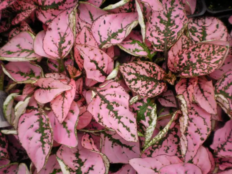 Hypoestes is one of the plants that are perfect to decorate the inside of your home