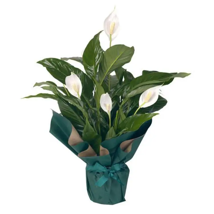 Lily-of-the-Peace-this is one of the plants that are perfect to decorate the inside of your home