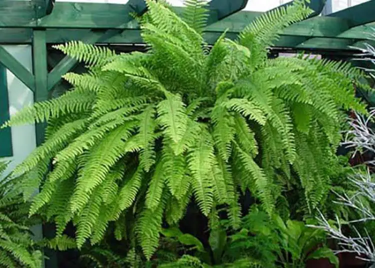 Fern-Boston is one of the plants that are perfect to decorate the inside of your home