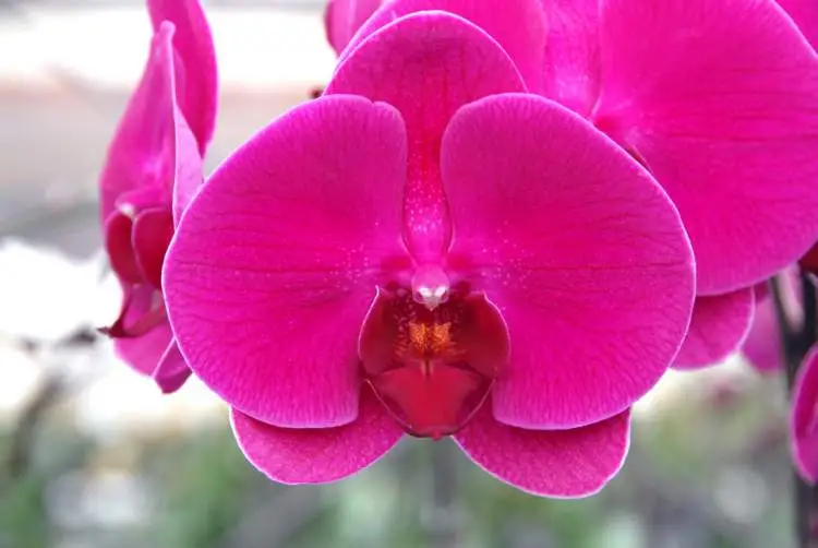 Phalaenopsis is one of the plants that are perfect to decorate the inside of your home