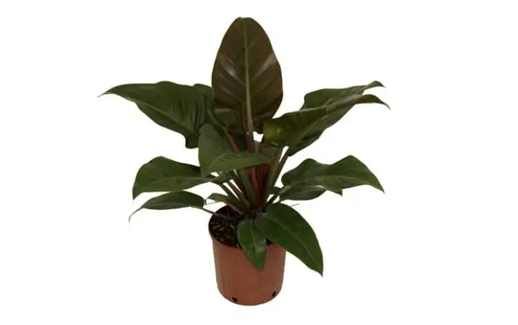 Philodendrons, is one of the plants that are perfect to decorate the inside of your home