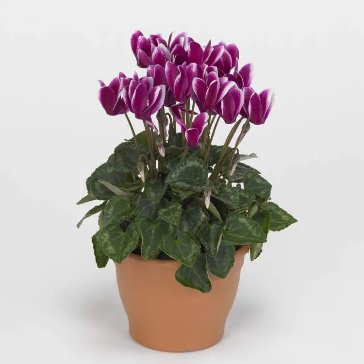 Cíclame of the City, is one of the plants that are perfect to decorate the inside of your home