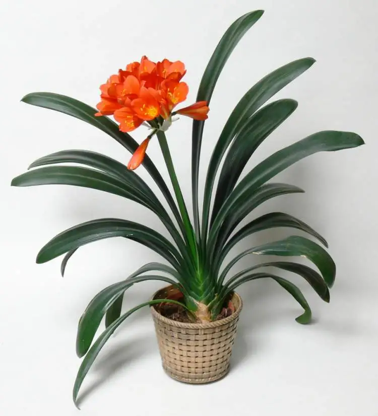 Clívia miniata is one of the plants that are perfect to decorate the inside of your home