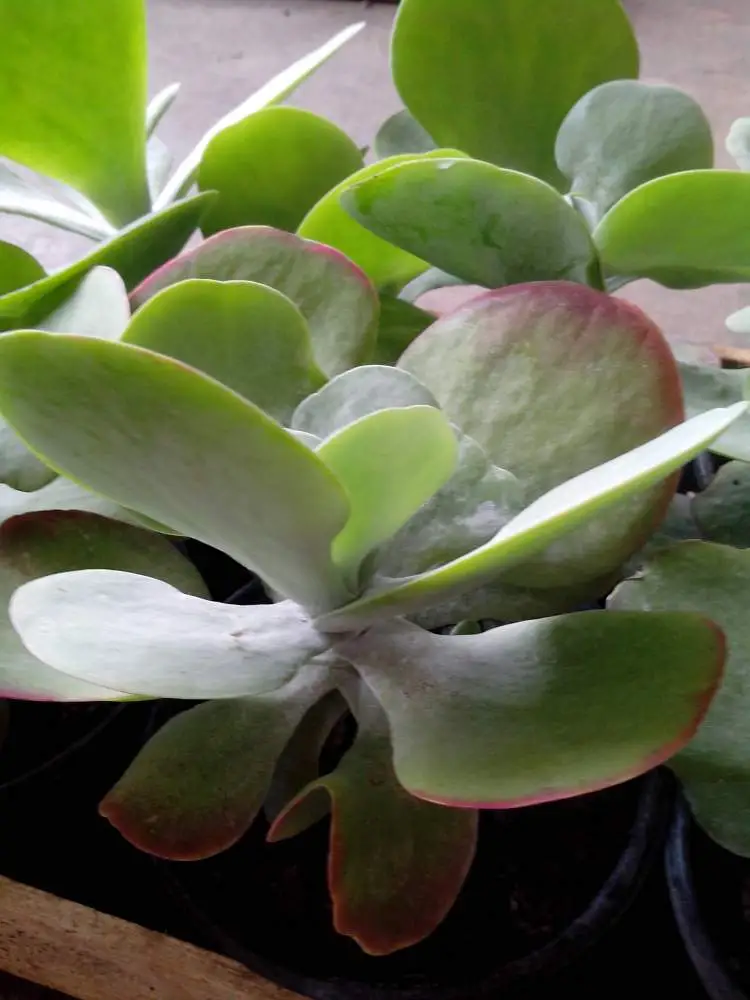 The ear of the Elephant is one of the plants that are perfect to decorate the inside of your home