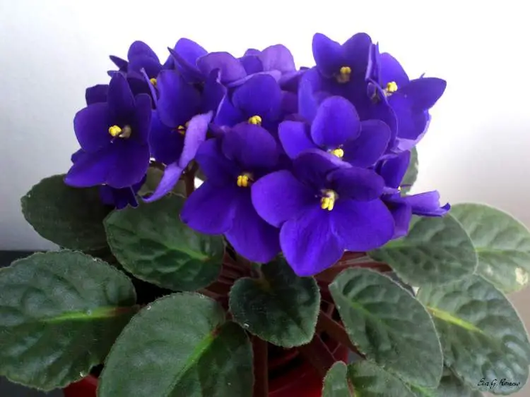 Violeta africana, is one of the plants that are perfect to decorate the inside of your home