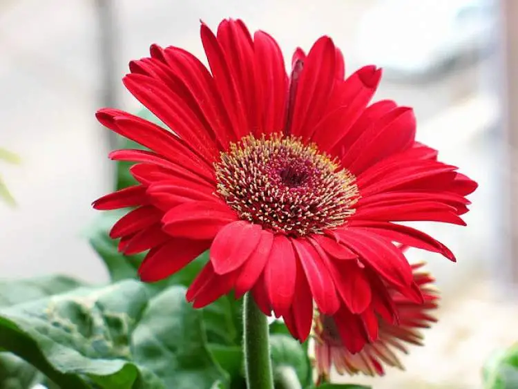 Gerbera it's one of the plants that are perfect to decorate the inside of your home