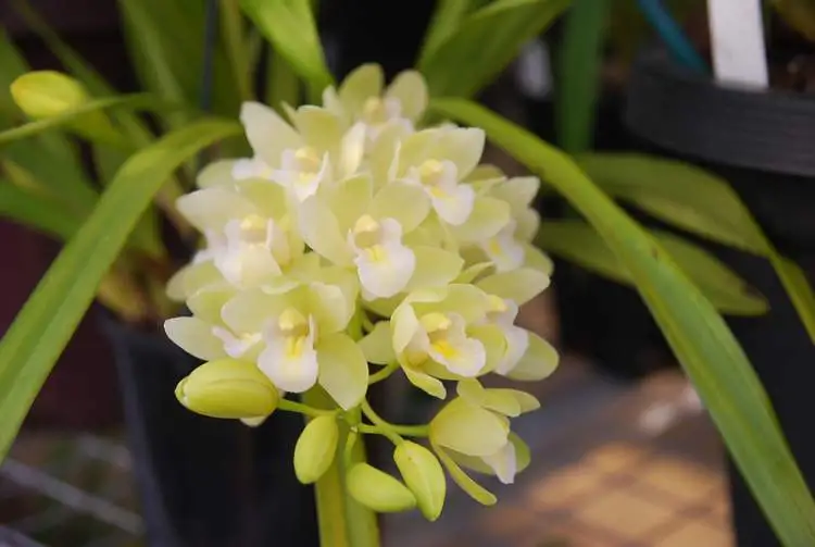 Cymbidium Sarah Jean, it's one of the plants that are perfect to decorate the inside of your home