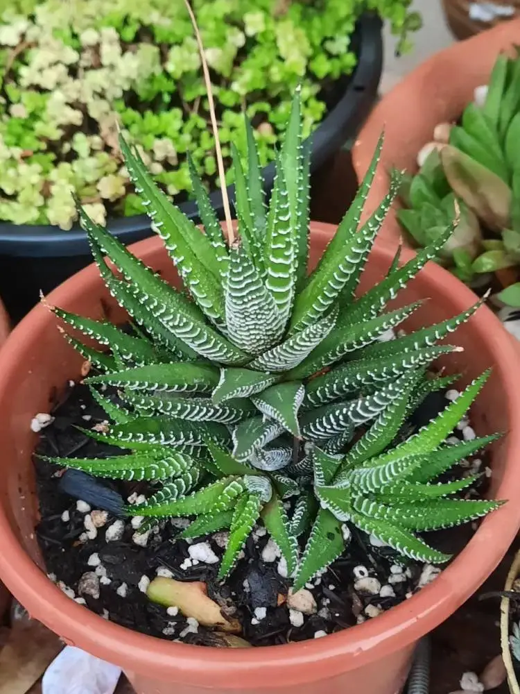 Suculenta zebra em vaso marrom com várias plantas ao redor desfocadas. 