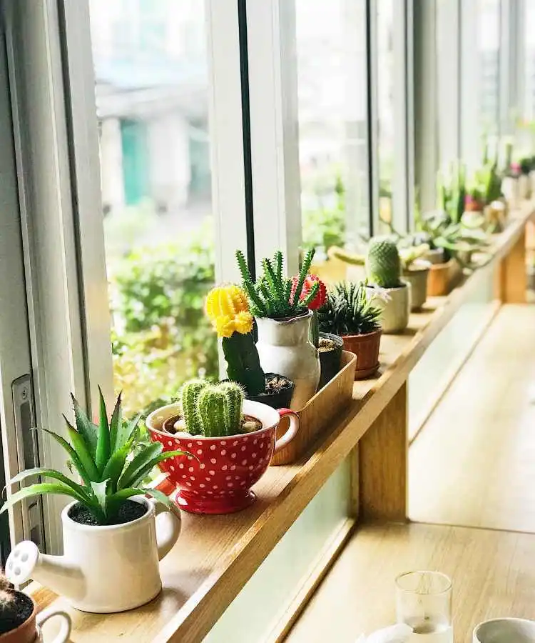 Cactos na decoração de casa