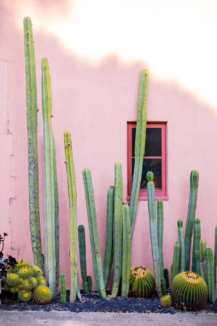 Jardim de cactos.