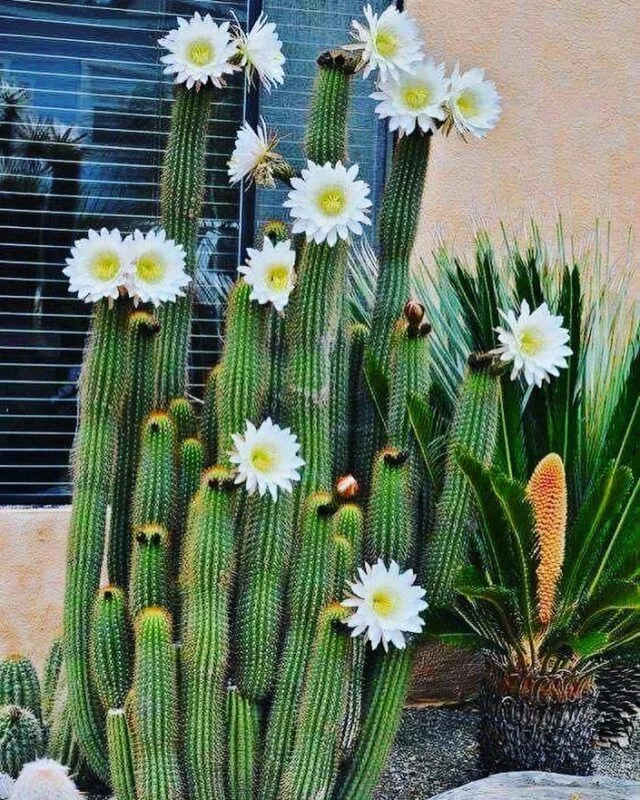 Cactos floridos.